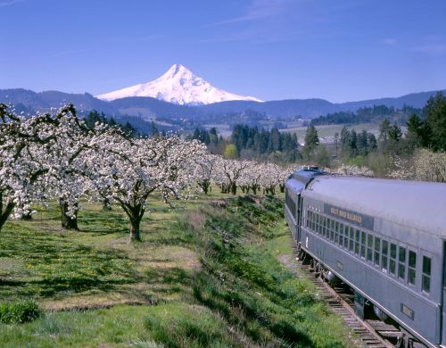 A vintage train travels through a blooming orchard with a snow-capped mountain in the background under a clear blue sky.
