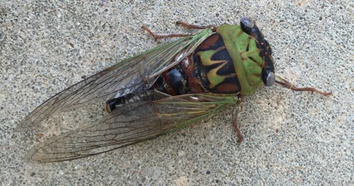 Close-up of a green and black cicada with transparent wings resting on a concrete surface.