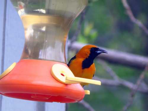 A vibrant orange and black bird perched near a hummingbird feeder, surrounded by greenery.