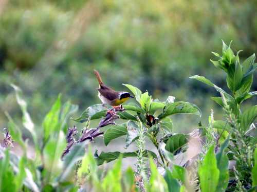 A small bird perched on green leaves, surrounded by lush vegetation in a natural setting.