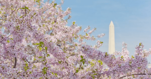 Cherry blossoms in bloom with the Washington Monument in the background against a clear blue sky.