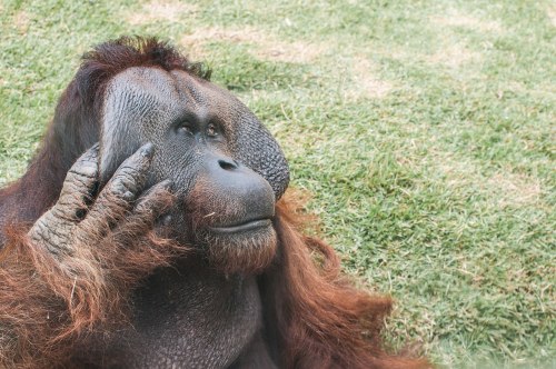 An orangutan resting on the grass, looking thoughtfully to the side with a hand on its face.