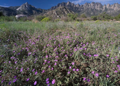 A field of purple wildflowers in the foreground, with rugged mountains rising in the background under a clear blue sky.