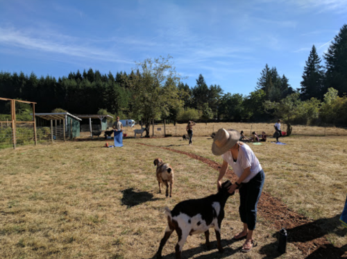A sunny farm scene with people interacting with animals, including a woman petting a goat and dogs nearby.