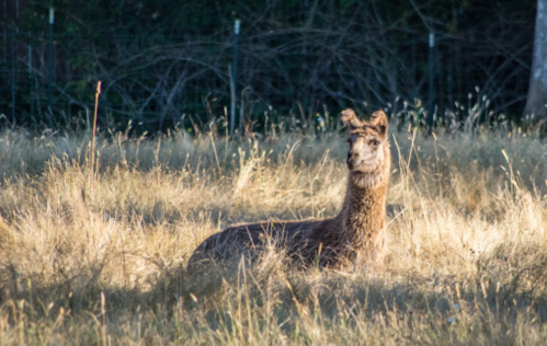 A llama resting in a grassy field, surrounded by tall grass and sparse trees in the background.