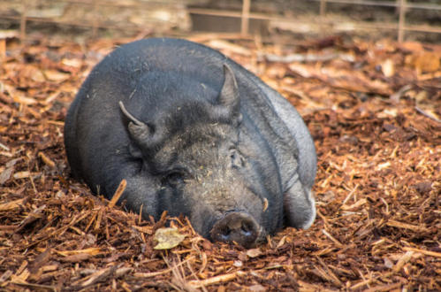 A black pig resting on a bed of wood chips in a farm setting.