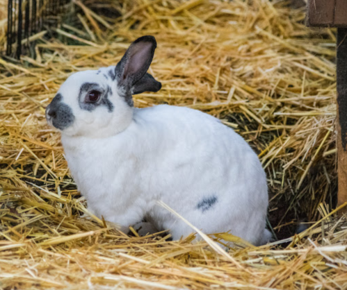 A white rabbit with black markings sits on straw in a barn setting.