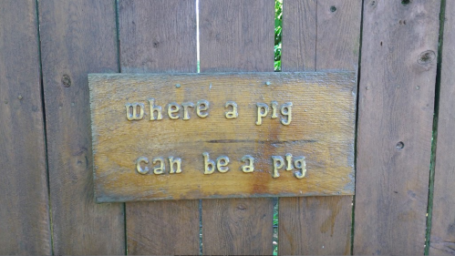 Wooden sign on a fence reads, "Where a pig can be a pig."