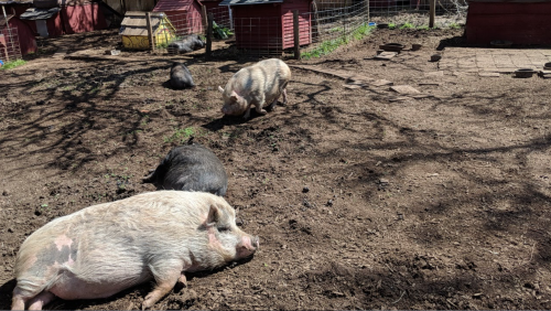A group of pigs resting and foraging in a dirt yard with small animal shelters in the background.