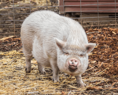 A small, white pig standing on straw and dirt, with a wooden structure in the background.