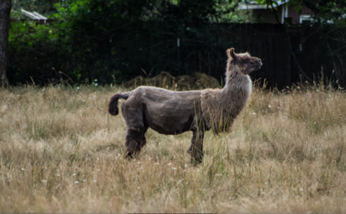 A llama standing in a grassy field, looking upwards with a curious expression.