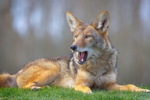 A close-up of a resting wolf with its mouth open, lying on green grass against a blurred background.