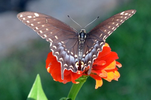 A brown butterfly with white spots perched on a vibrant orange flower against a green background.