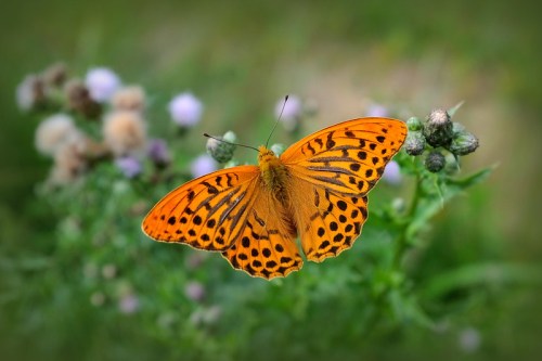 A vibrant orange butterfly with black spots perched on green foliage, surrounded by soft purple flowers.