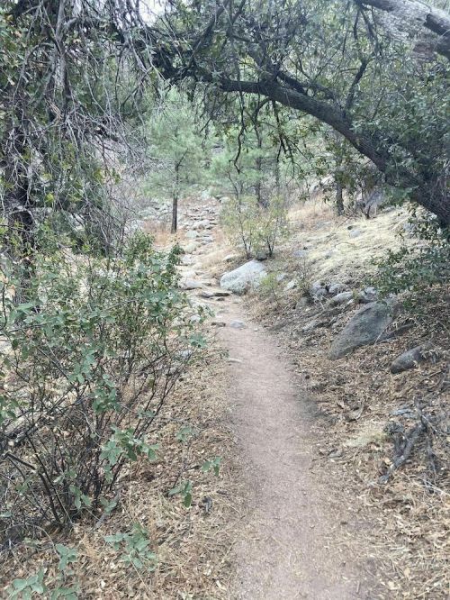 A narrow dirt path winds through a wooded area with rocks and greenery on either side.