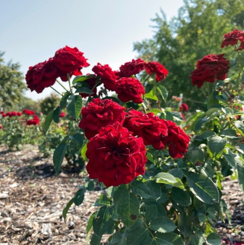 A cluster of vibrant red roses blooming in a sunny garden, surrounded by green leaves and mulch.