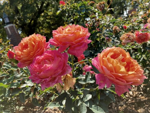 A cluster of vibrant pink and orange roses blooming in a garden, surrounded by lush green leaves.