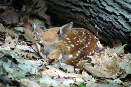 A small fawn with white spots curled up among fallen leaves near a log in a forest setting.