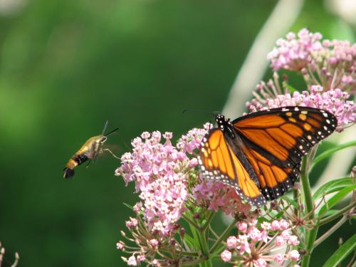 A Monarch butterfly and a hummingbird moth hover over pink flowers in a lush green background.