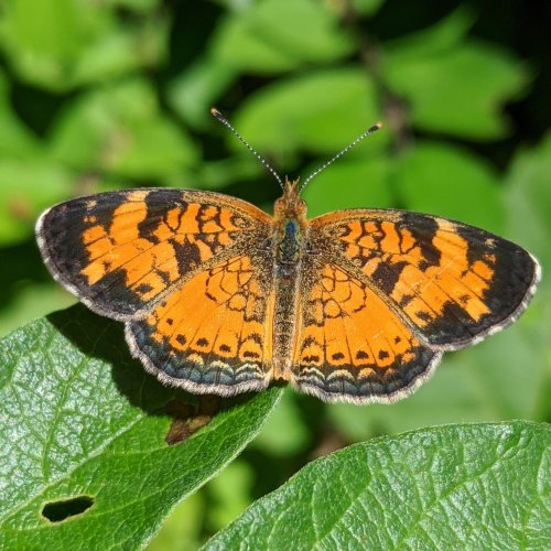 A vibrant orange butterfly with black markings perched on a green leaf, surrounded by lush foliage.