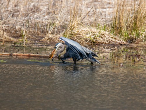 A great blue heron wading in water, poised to catch a fish, surrounded by tall grasses and reeds.
