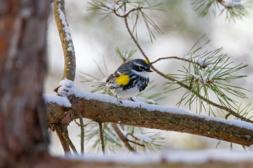 A small bird with yellow and black markings perched on a snow-covered branch among pine needles.