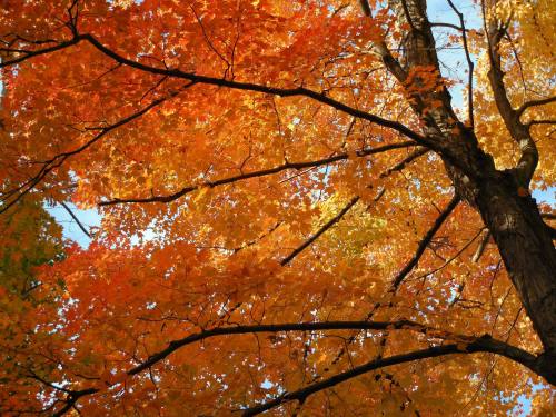 Vibrant orange and yellow leaves on tree branches against a clear blue sky, showcasing autumn colors.