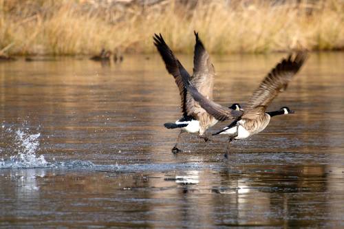 Two geese take off from a calm pond, splashing water as they spread their wings against a backdrop of tall grass.