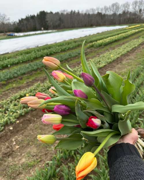 A hand holds a vibrant bouquet of tulips in a field of blooming flowers under a cloudy sky.