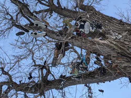 A tree with numerous shoes hanging from its branches against a clear blue sky.
