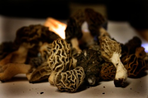 A close-up of various morel mushrooms with intricate textures and earthy colors, arranged on a surface.