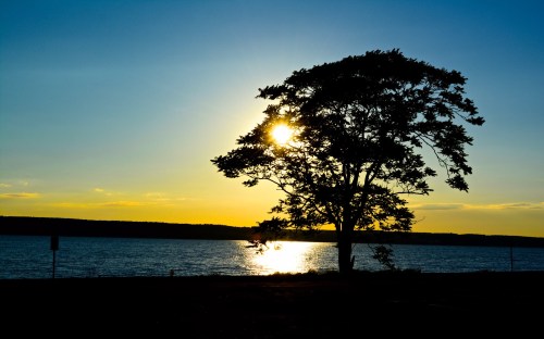 Silhouette of a tree against a sunset over a calm lake, with vibrant blue and orange hues in the sky.