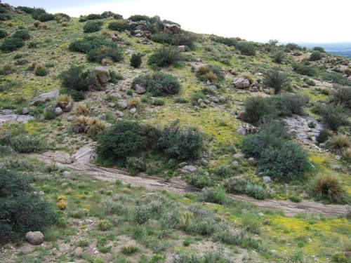 A rocky hillside covered with green shrubs and scattered wildflowers under a cloudy sky.