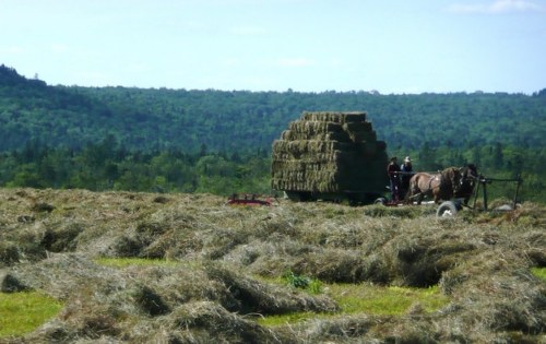 A horse-drawn cart stacked with hay bales in a lush green field, surrounded by trees and hills in the background.