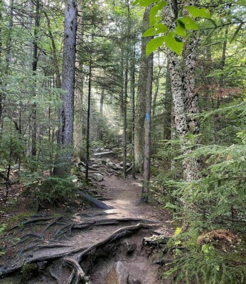 A forest trail winding through tall trees, with rocky terrain and sunlight filtering through the foliage.