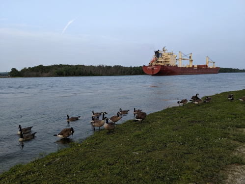 A cargo ship sails on a river while ducks gather on the grassy shore.
