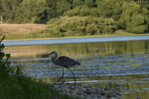 A heron walking along the edge of a calm lake, surrounded by lush greenery and trees in the background.