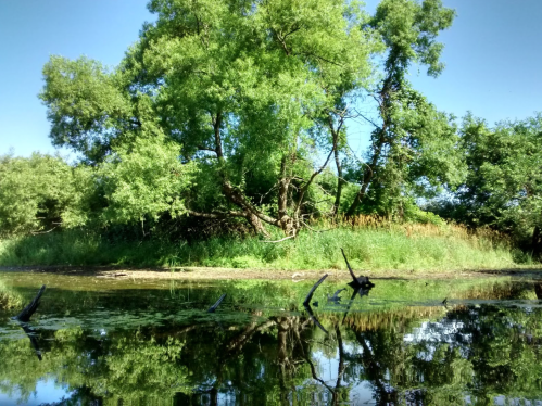 Lush green trees reflected in calm water, surrounded by tall grass and a clear blue sky.
