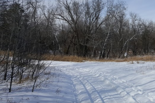 A snowy path winding through a forest with bare trees and tall grass in the background under a clear blue sky.