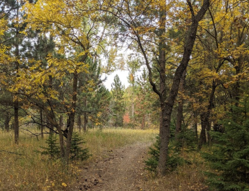 A winding dirt path through a forest with trees displaying autumn foliage.