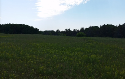 A sunny field with green grass and scattered yellow wildflowers, bordered by trees in the background.
