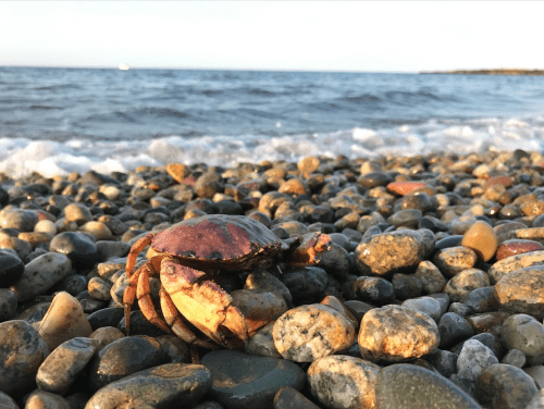 A crab sits on a rocky beach with gentle waves in the background under a clear sky.