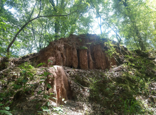 A rocky outcrop covered in greenery, surrounded by trees and dappled sunlight filtering through the leaves.