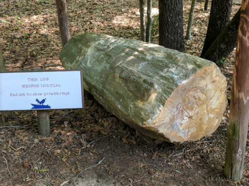 A large log on the ground with a sign stating it weighs 165 lbs and shows growth rings on the cut end.