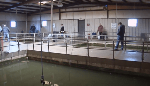 A spacious indoor facility with people fishing from a platform over a greenish water area.