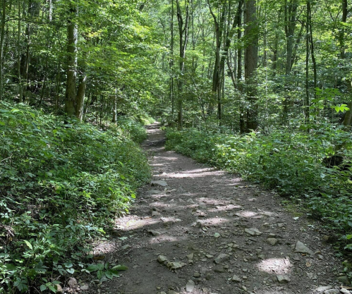 A rocky dirt path winds through a lush green forest, surrounded by trees and dense foliage.