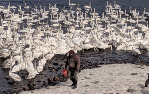 A person in a brown jacket walks among a large flock of white swans by the water's edge.