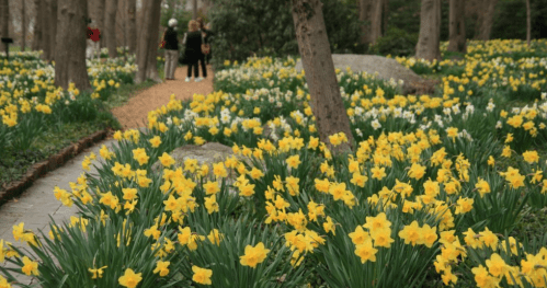 A vibrant garden filled with blooming yellow daffodils along a winding path, with people walking in the background.