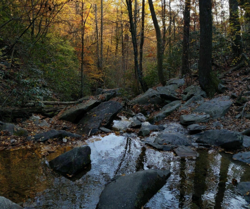 A serene forest scene with a rocky stream reflecting autumn foliage and trees in warm golden light.
