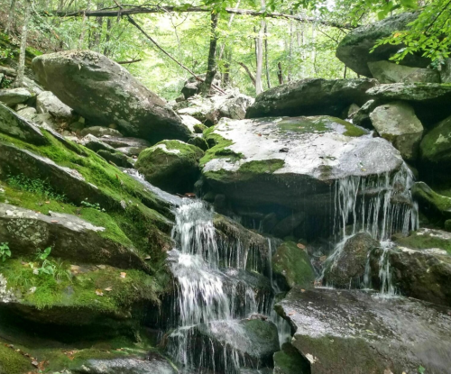 A serene forest scene featuring a small waterfall cascading over moss-covered rocks surrounded by lush greenery.